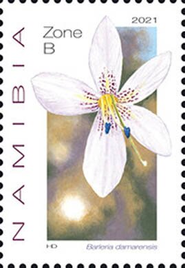 Barleria clamarensis