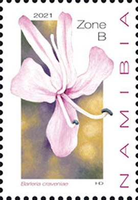 Barleria craveniae