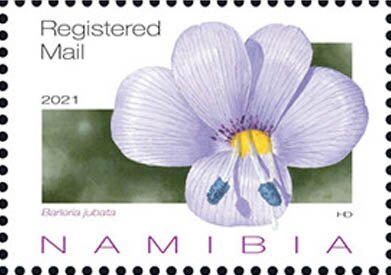 Barleria jubata
