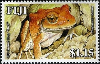 Fiji Ground Frog (Platymantis vitianis)