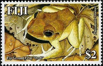 Fiji Ground Frog (Platymantis vitianis)