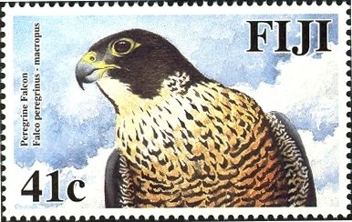 Peregrine Falcon (Falco peregrinus ssp. macropus) 