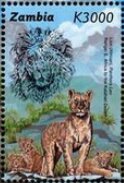 African Lion (Leopardus wiedii)