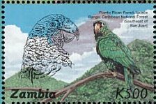 Amazona vittata