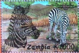 Equus quagga burchellii