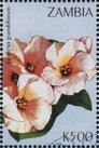 Eustoma grandiflorum