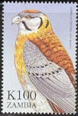 Falco sparverius