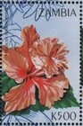 Hibiscus rosa sinensis