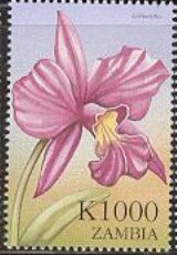 Laeliocattleya