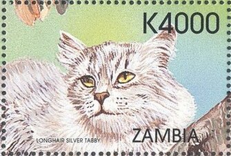 Longhair Silver Tabby