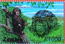 Pan troglodytes