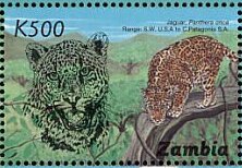 Panthera onca