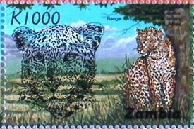 Panthera pardus