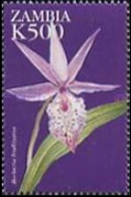 Paphiopedilum fairrieanum