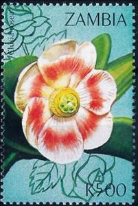 Stamp, Portulaca grandiflora, Zambia,  , Flowers, Plants (Flora)