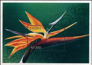 Souvenir Sheet, Strelitzia reginae, Zambia,  , Flowers, Plants (Flora)