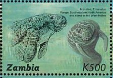 Trichechus manatus