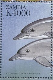 Tursiops truncatus