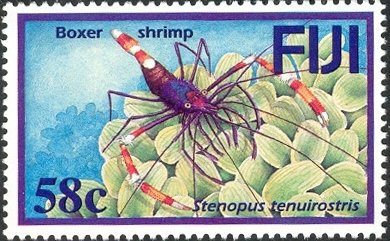 Blue-banded Coral Shrimp (Stenopus tenuirostris) 