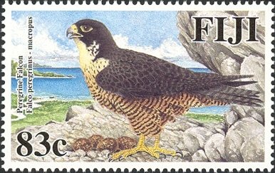Peregrine Falcon (Falco peregrinus ssp. macropus)
