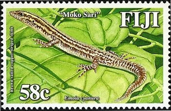 Copper-tailed Skink (Emoia cyanura)