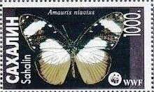Amauris niavius