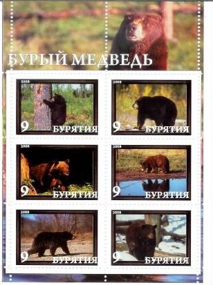 Bears