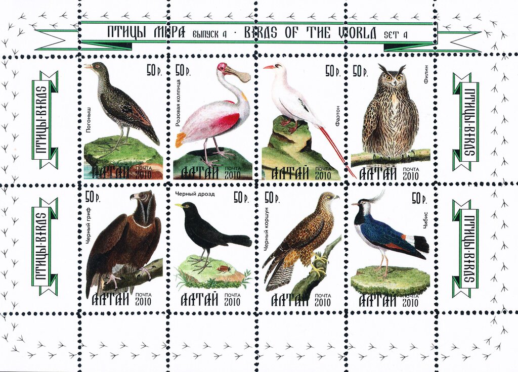 Birds