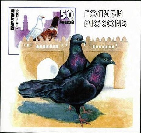 Birds