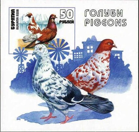 Birds
