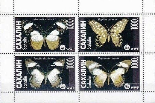 Butterflies