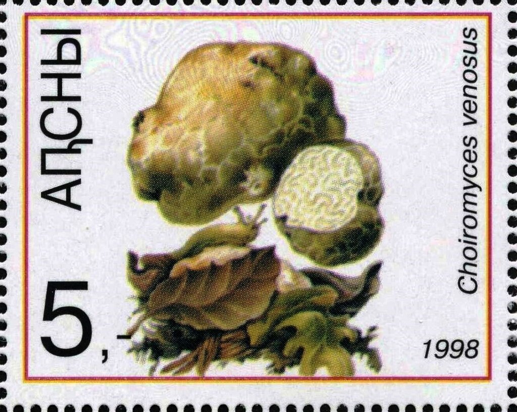 Choiromyces venosus