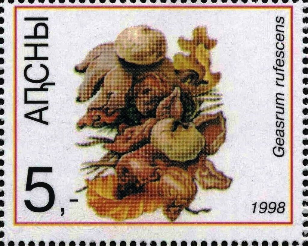 Geasrum rufescens