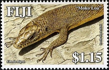Black Emo Skink (Emoia nigra) 