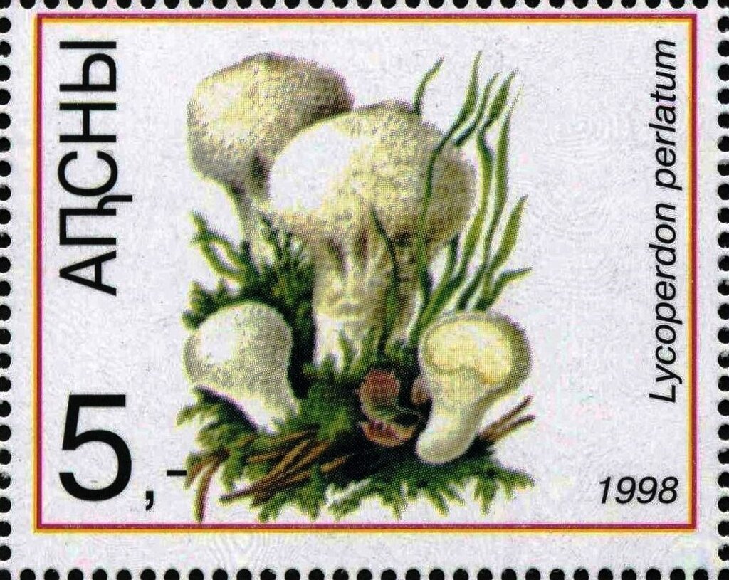 Lycoperedon perlatum