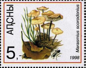 Stamp, Marasmius scorodonius, Cinderellas,  , Mushrooms