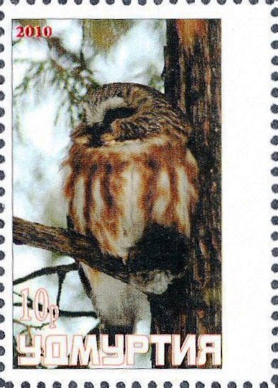 Owl