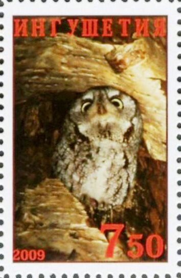 Owl