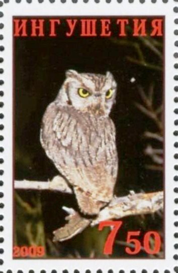 Owl