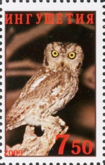 Owl