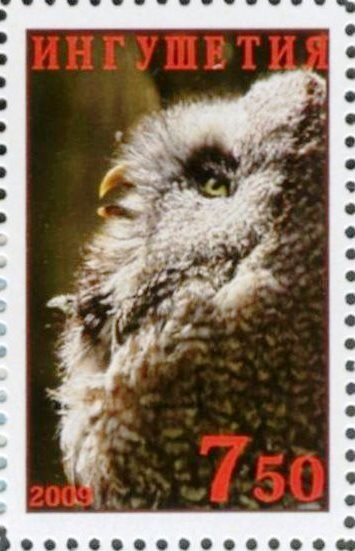 Owl