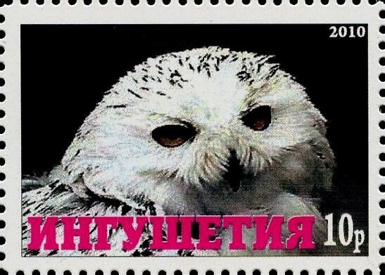 Owl