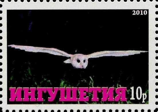 Owl