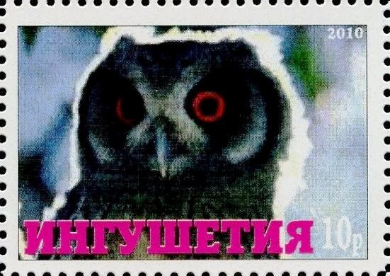 Owl