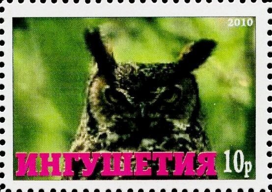 Owl