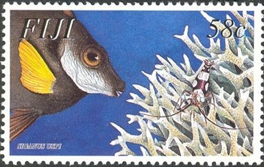 Bicolored Foxface (Siganus uspi) 