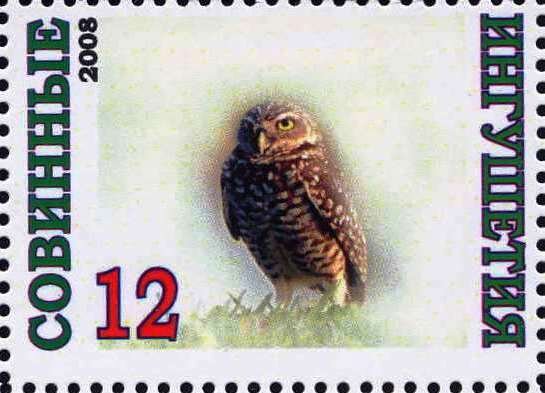 Owl
