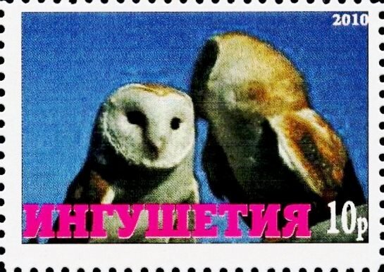 Owl