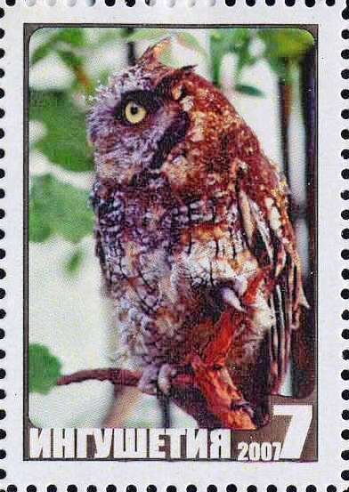 Owl