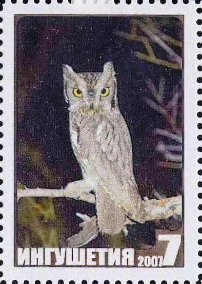 Owl